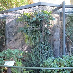 Lost Forest - Birds of Australasia - Micronesian Kingfisher Exhibit