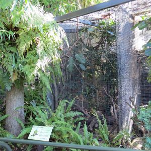 Lost Forest - Birds of Australasia - Coronated Fruit-dove Exhibit