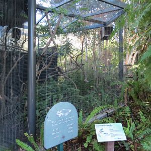 Lost Forest - Birds of Australasia - Raggiana Bird-of-Paradise Exhibit 1