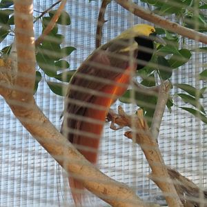 Lost Forest - Birds of Australasia - Raggiana Bird-of-Paradise Exhibit 2