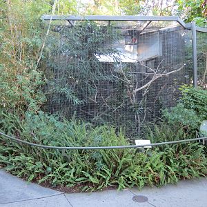 Lost Forest - Birds of Australasia - Raggiana Bird-of-Paradise Exhibit 4