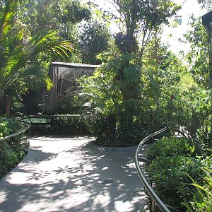 Lost Forest - Birds of Australasia