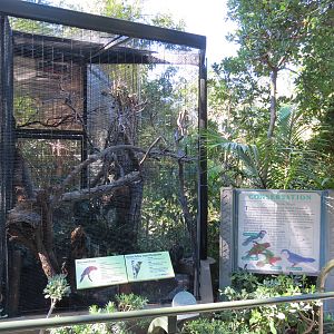 Lost Forest - Birds of Australasia - Blue-eared Lory and Greater Yellow-nap