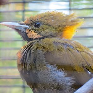 Lost Forest - Birds of Australasia - Blue-eared Lory and Greater Yellow-nap