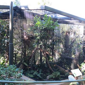 Lost Forest - Birds of Australasia - Collared Lory Exhibit