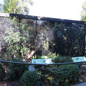 Lost Forest - Birds of Australasia - Golden-crested Myna and Others Exhibit