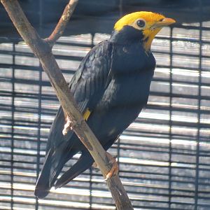 Lost Forest - Birds of Australasia - Golden-crested Myna and Others Exhibit
