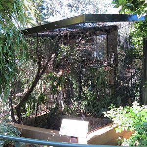 Lost Forest - Birds of Australasia - Blue-crowned Hanging Parrot Exhibit