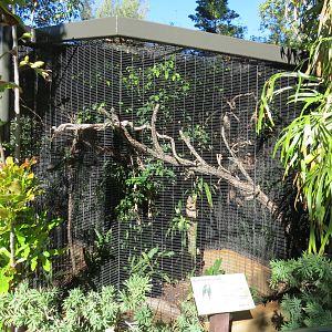 Lost Forest - Birds of Australasia - Mount Goliath Lorikeet Exhibit