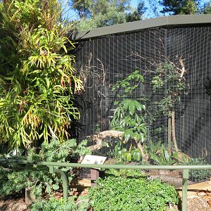 Lost Forest - Birds of Australasia - Red-faced Liocichla and Others Exhibit