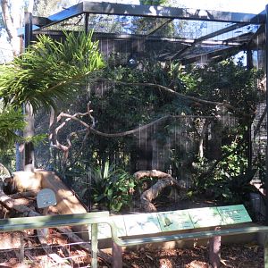 Lost Forest - Birds of Australasia - Mountain Peacock-pheasant and Others E