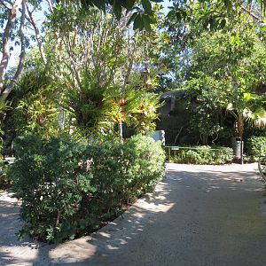 Lost Forest - Birds of Australasia