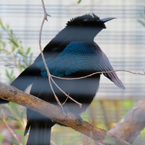 Lost Forest - Birds of Australasia - Superb Bird-of-paradise and Others Exh