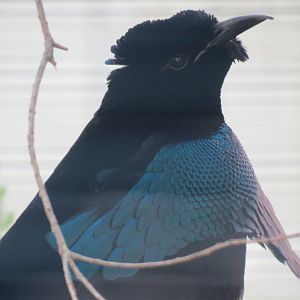 Lost Forest - Birds of Australasia - Superb Bird-of-paradise and Others Exh