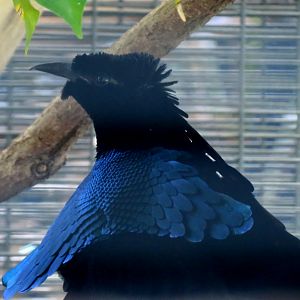 Lost Forest - Birds of Australasia - Superb Bird-of-paradise and Others Exh