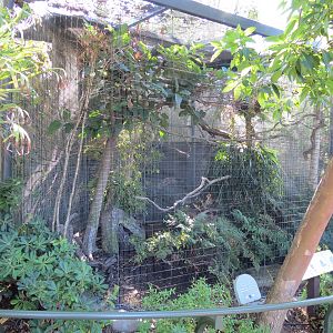 Lost Forest - Birds of Australasia - Beautiful Fruit-dove and Others Exhibi