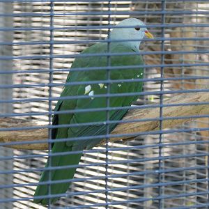 Lost Forest - Birds of Australasia - Superb Bird-of-paradise and Others Exh