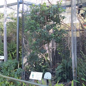 Lost Forest - Birds of Australasia - Horned Parakeet Exhibit