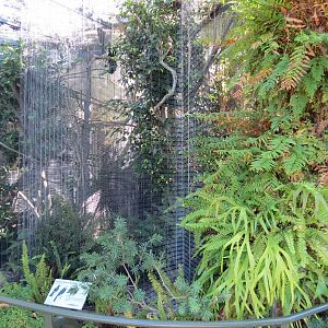 Lost Forest - Birds of Australasia - Sulawesi Tarictic Hornbill Exhibit