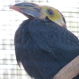 Lost Forest - Birds of Australasia - Sulawesi Tarictic Hornbill Exhibit