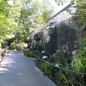 Lost Forest - Birds of Australasia