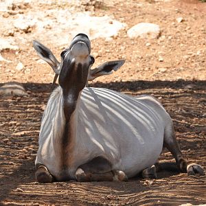 Arabian oryx / Oryx leucoryx