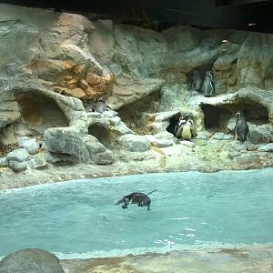 Penguin Exhibit