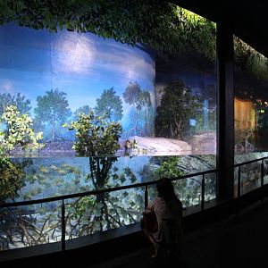 Bay of Bengal and Laccadive Sea - Sundarbans Mangrove