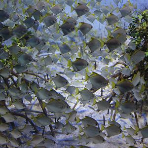 Bay of Bengal and Laccadive Sea - Sundarbans Mangrove