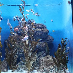 Southern Australian Seas