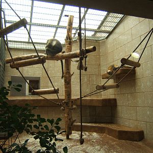 Inside the primate House,exhibit for Golden-bellied Mangabey