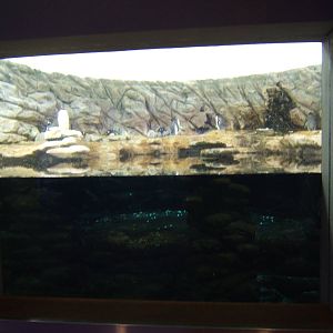 View of Penguin exhibit