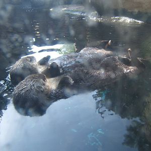 Sea Otters