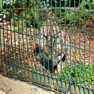 Geoffreys Cat at the front of enclosure