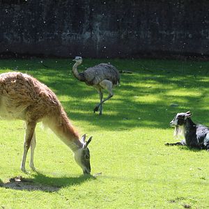 Unusual mixed exhibit