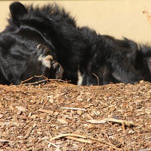 Asiatic Black Bear, Inca