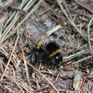 Bumblebee species