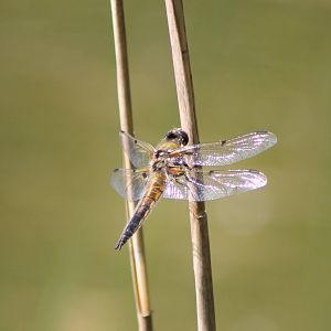Dragonfly species