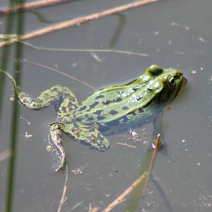 Grassfrog