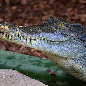Saltwater Crocodile