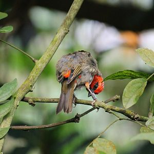 Red fody, Burgers' Bush