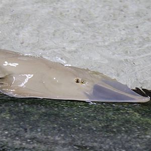 Giant shovelnose ray, Burgers' Ocean