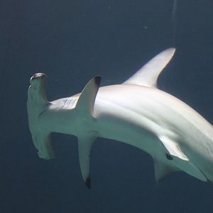 Scalloped hammerhead shark, Burgers' Ocean