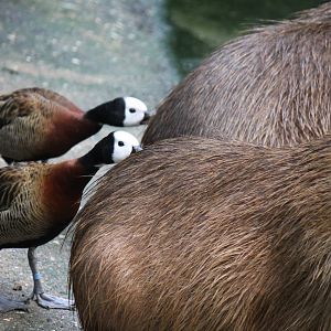 White-faced whistling duck & capybara, Burgers' Bush