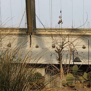 White-winged doves, Burgers' Desert