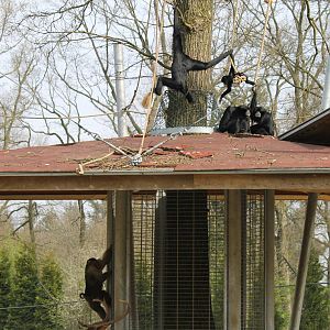 Pig-tailed macaque & siamang, Burgers' Rimba