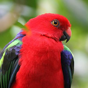 Moszkowski's green-winged king parrot, Burgers' Mangrove