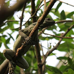 Sailfin lizard, Burgers' Mangrove