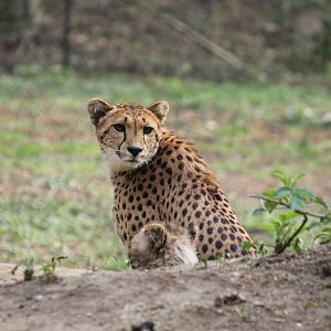 Cheetah, Burgers' Safari