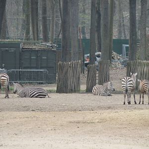 Grant's zebras, Burgers' Safari